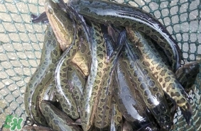 黑魚怎么抓？怎么捕捉黑魚