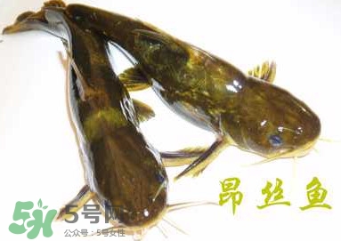 黃顙魚不能和什么一起吃？黃顙魚不能與什么同吃？