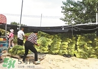 怎樣腌蒜苔容易儲存？怎樣腌蒜苔放的時間長