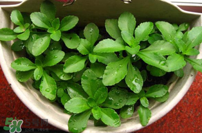 養(yǎng)心菜能生吃嗎？養(yǎng)心菜怎么吃？