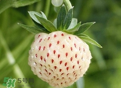 菠蘿莓種子哪里有賣？哪里能買得到菠蘿莓種子？