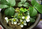 菠蘿莓種子哪里有賣？哪里能買得到菠蘿莓種子？