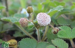 菠蘿莓種子哪里有賣？哪里能買得到菠蘿莓種子？