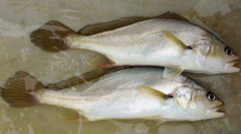 小孩能吃黃唇魚嗎？小孩吃黃唇魚好嗎？