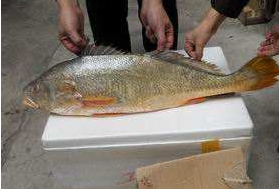 小孩能吃黃唇魚嗎？小孩吃黃唇魚好嗎？