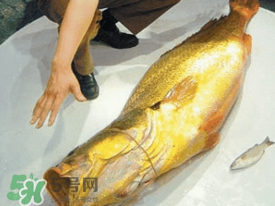 黃唇魚為什么不能養殖？ 黃唇魚淡水能養殖嗎