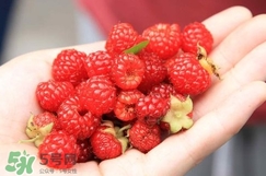 覆盆子哪里有賣？覆盆子多少錢一斤？