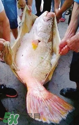 黃唇魚魚鰾能救命？黃唇魚魚鰾可以救命？