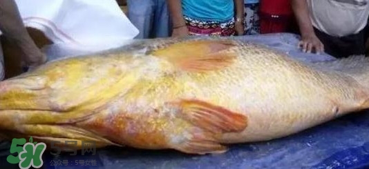 金錢鳘可以人工養殖嗎？黃唇魚為什么難養殖