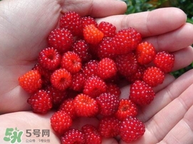 覆盆子是野草莓嗎？覆盆子是桑椹嗎？