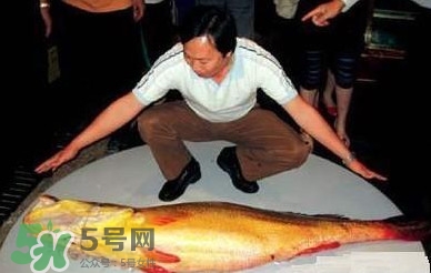黃唇魚為什么不能養殖？ 黃唇魚淡水能養殖嗎