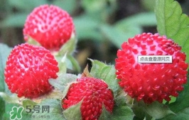 蛇莓可以吃嗎？蛇莓可以直接吃嗎