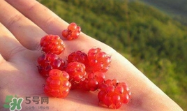 山莓是什么？山莓是水果嗎？