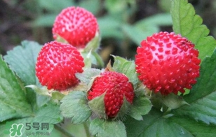 蛇莓是野草莓嗎？蛇莓和野草莓的區別