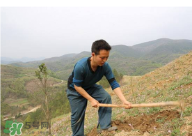 五月份能種樹嗎？五月份種樹能活嗎？