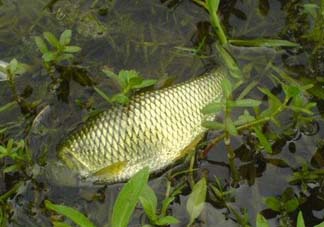 五月份能釣草魚嗎？五月份釣草魚用什么餌料？