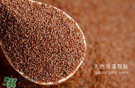 海藻面膜要泡多久最好？海藻面膜要泡多長時(shí)間？