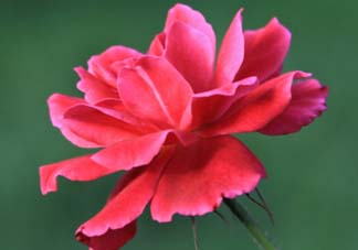 五月還有杜鵑花嗎？杜鵑花什么時(shí)候開？