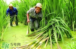 茭白多少錢一斤 茭白的營養價值