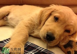 狂犬病是通過什么傳播的？狂犬病傳播途徑有哪些