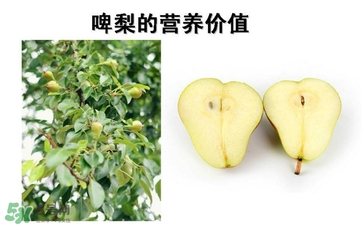 青啤梨要放軟了吃嗎？啤梨放軟了才能吃嗎？