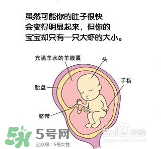 懷孕四個月需要做什么檢查？懷孕四個月胎兒圖