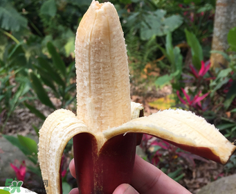 紅香蕉好吃嗎？紅香蕉味道怎么樣？