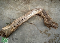 山葡萄根一斤多少錢？山葡萄根功效與作用