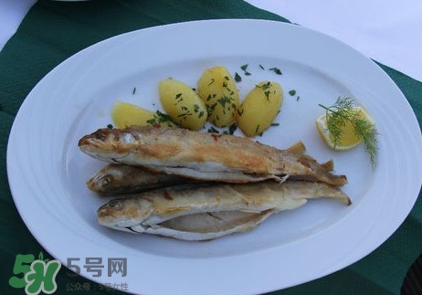 馬口魚能長多大？馬口魚最大能長多長？