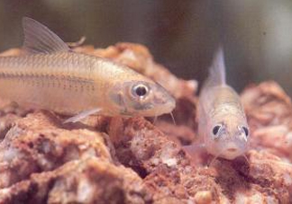 馬口魚能養(yǎng)殖嗎？馬口魚怎么養(yǎng)？