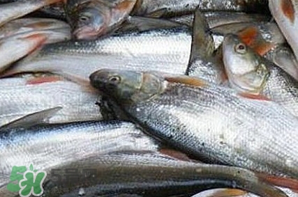 馬口魚怎么釣？馬口魚什么時候釣最好