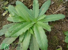 刺兒菜是蒲公英嗎？刺兒菜和蒲公英的區(qū)別
