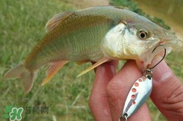馬口魚怎么吃？馬口魚怎么做好吃？