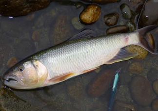 馬口魚多少錢一斤2017？野生馬口魚多少錢一斤？