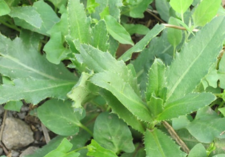 刺兒菜是蒲公英嗎？刺兒菜和蒲公英的區別