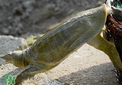 如何區分野生甲魚？野生甲魚辨識圖片