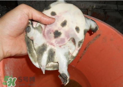 如何區分野生甲魚？野生甲魚辨識圖片