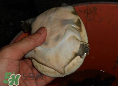 如何區分野生甲魚？野生甲魚辨識圖片