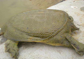 如何區分野生甲魚？野生甲魚辨識圖片