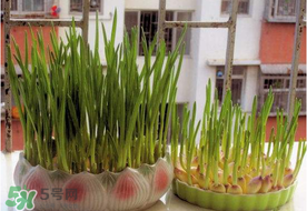 六月份可以種蒜嗎？大蒜一年可以種幾次？