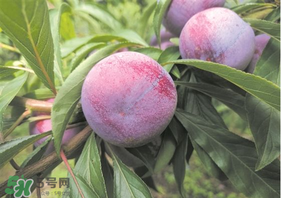 脆紅李什么時候成熟？脆紅李幾月成熟？