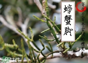 螃蟹腳茶哪些人不能喝？螃蟹腳茶哪些人能喝