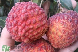 荔枝王是什么品種？荔枝王多少錢一斤2017？