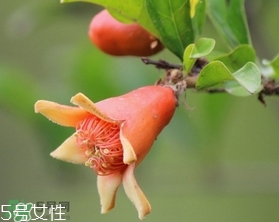 石榴花有毒嗎？石榴花能吃嗎？