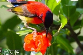 石榴花有毒嗎？石榴花能吃嗎？