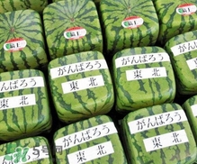 方形西瓜是如何種出來的？方形西瓜是怎么長(zhǎng)成的