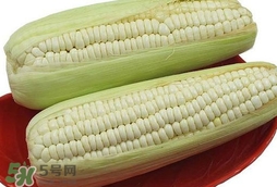 糯玉米怎么保存時間長？新鮮的糯玉米如何保存