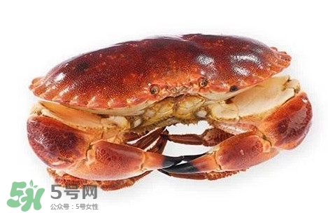 面包蟹是黃道蟹嗎？黃道蟹和面包蟹一樣嗎