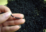 杜仲茶是熱性的嗎？杜仲茶和杜仲是一樣東西嗎