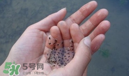 蟾蜍是不是癩蛤蟆？蟾蜍和青蛙的區別